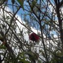 nouvelle espèce hybride une rose sur un arbre fruitier