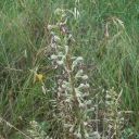 orchidée bouc en fleur