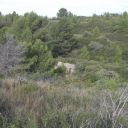 les reste d'un moulin au coeur de la pinède